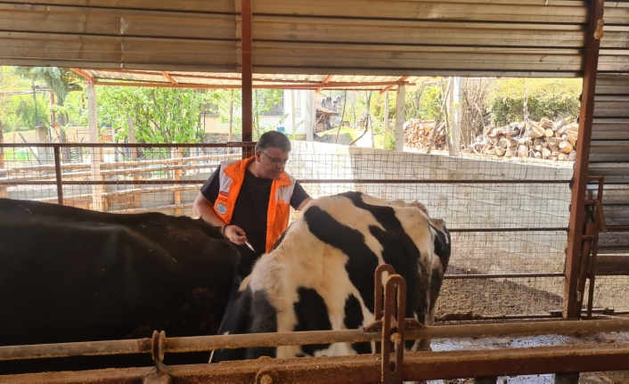SAYLAK: ŞAP HASTALIĞINA KARŞI ÇETİN BİR MÜCADELE SÜRDÜRDÜK