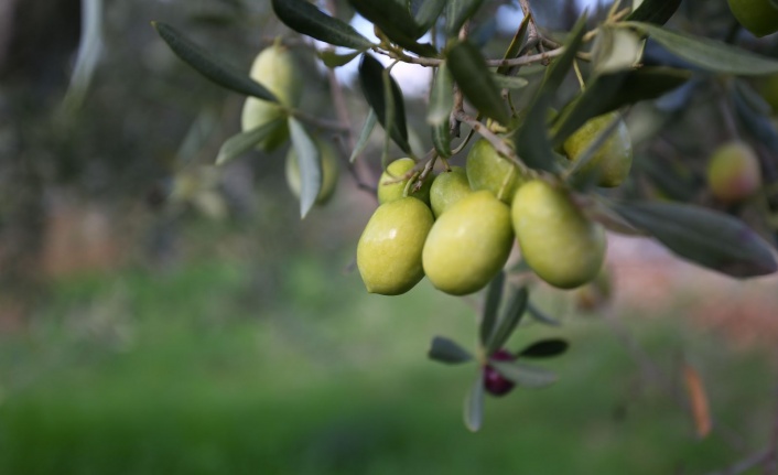 4. ZEYTİNYAĞI KALİTE YARIŞMASI ÖDÜL TÖRENİ 16 HAZİRAN’DA