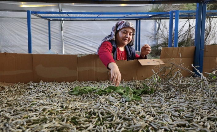 Büyükşehir’in Desteklediği İpekböcekçiliği Üretiminde Yüzler Gülüyor 
