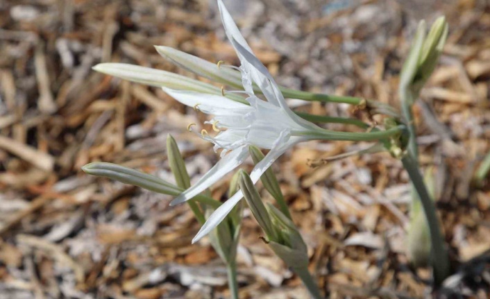 Bu çiçeği koparmanın cezası 244 bin 315 liradan başlıyor