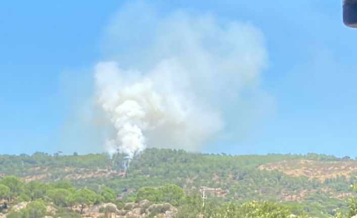 Kavaklıdere’de Orman Yangını