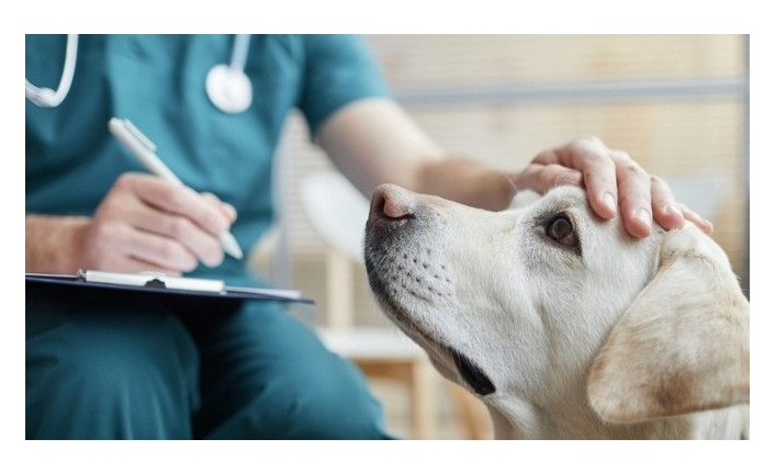 Veteriner Hekimleri iş bırakacak!