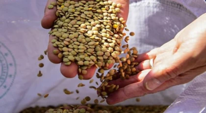 Yeşil mercimek ithalatında gümrük vergisi sıfıra indirildi
