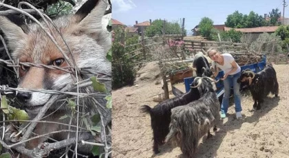 Yatağan'da Tilki Katliamını İhbar Eden Kadına Komşu Saldırısı!