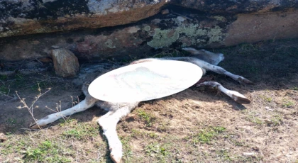 YATAĞAN’DA KURTLAR PANİĞİ: 4 HAYVAN TELEF OLDU